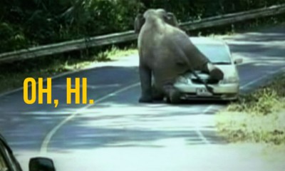 Thai elephant car