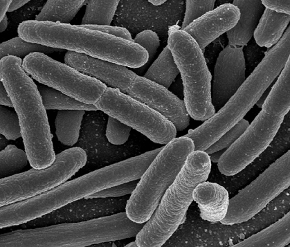 microbes-hyundai-tucson-fuel-cell
